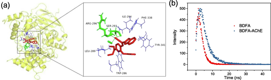 (a) Molecular docking mode of BDFA and AChE. (b) Fluorescence decay kinetics of BDFA (5 μM) in the absence and presence of AChE (2.0 U/mL).