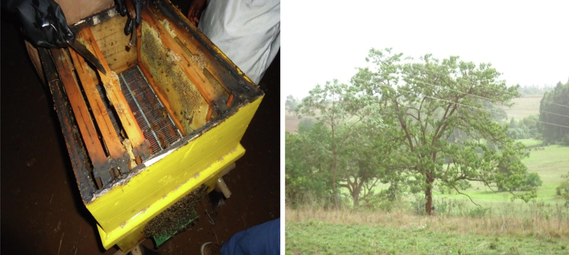 Fincha’a district of beehive sample of propolis with their environment.