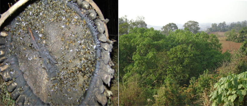 Boji Dirmaji district of traditional beehive propolis with their comfortable environment.