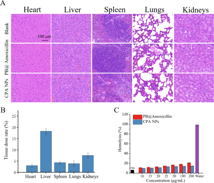 Toxicity nano composite material evaluation by H&E staining. Mice treated with 1.0 mL PBS were used as the control group, and mice injected with PB@Amoxicillin or CPA NPs were used as the treatment group. (B) Biodistribution of Fe in mice treated with CPA NPs. Fe concentrations are shown in heart, liver, spleen, lung, and kidney of mice. (C) Hemolysis results of unlike concentrations of PB@Amoxicillin and CPA NPs. The concentration of NPs is 20 μg/mL. Each value represents the mean SD (n = 3).