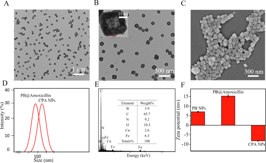 Morphological characterization of NPs. (A) PB@Amoxicillin TEM images. (B) CPA NPs TEM images. The red part was the 4-Cpba modified layer. (C) SEM images of CPA NPs. (D) Diameters of PB@Amoxicillin, CPA NPs determined at least thrice via DLS. (E) EDX analysis of CPA NPs. (F) Zeta-potentials of PB NPs, PB@Amoxicillin and CPA NPs.