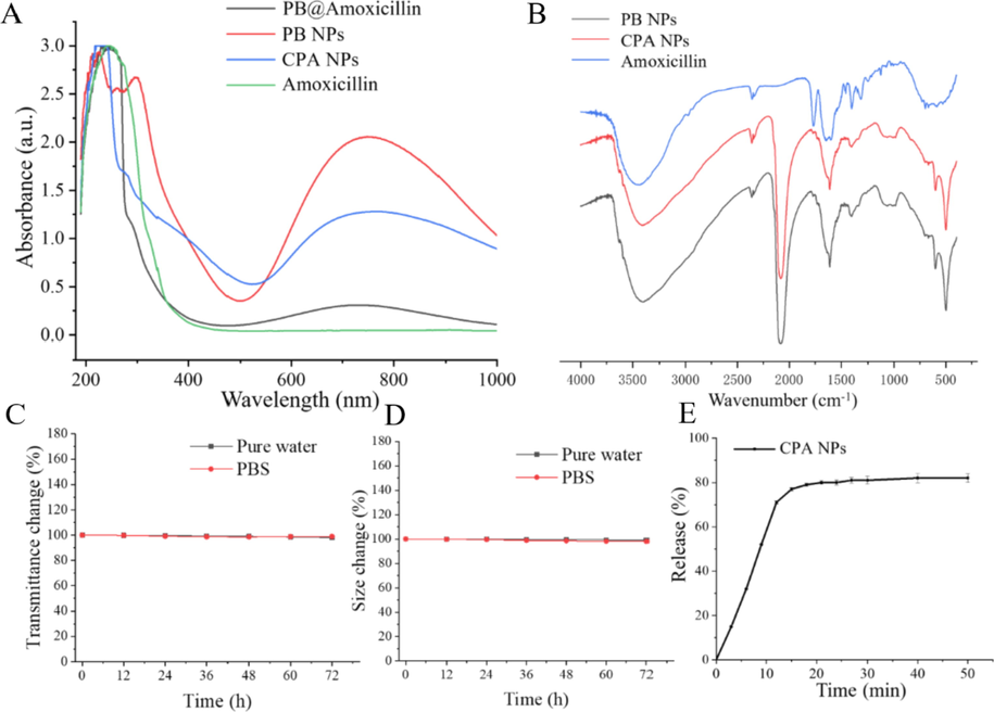 (A) UV–vis absorption spectra of Amoxicillin, PB NPs, PB@Amoxicillin and CPA NPs. (B) FT-IR spectra of PB NPs, PB@Amoxicillin and CPA NPs. (C) Kinetic stability indicating particle sedimentation; (D) Thermodynamic stability indicating particles aggregation. (E) Amoxicillin release profile of CPA NPs complex prepared in PBS buffer at 37 °C.