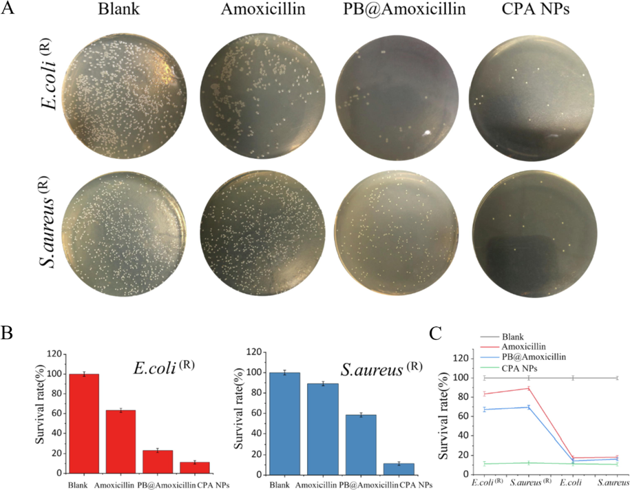 Testing antibacterial activity of in vitro. (A) Photos of bacterial colonies. (E. coli (R) and S. aureus (R)) (B) survival rates of E. coli (R) and S. aureus (R). (C) Results for E. coli (R), S. aureus (R), E. coli, and S.aureus by CFU method, survival rates of bacteria, blank, Amoxicillin (20 μg/mL), PB@Amoxicillin (20 μg/mL), and CPA NPs (20 μg/mL) groups. Each value represents the mean standard deviation (n = 3).