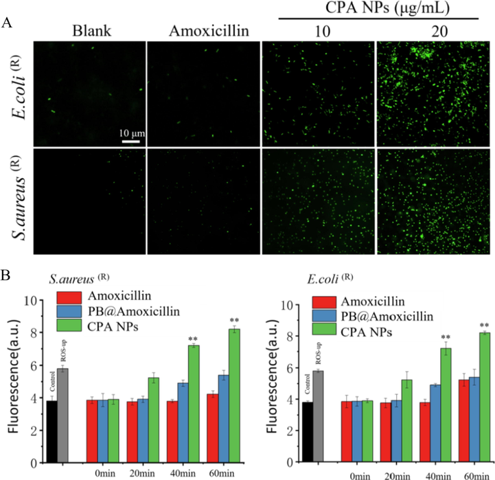 (A) After incubating for 30 min with 10 mM DCFH-DA in PBS, 10 μg/mL and 20 μg/mL CPA NPs and amoxicillin were used for 60 min at 32℃, and imaging was performed under a fluorescence microscope. The blank group is without NPs. (B) Cellular total ROS probed with 20,70- dichlorofluorescein diacetate (DCFH-DA), use the microplate reader to detect the total ROS of the cells, the positive control is to add the Ros-up in the kit. (*p < 0.05, **p < 0.01 Amoxicillin-treated group vs. no Amoxicillin-treated group) Each value represents the mean standard deviation (n = 3).