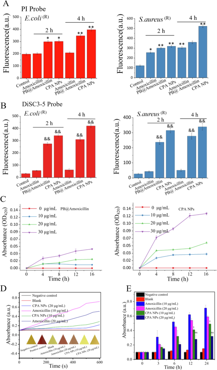 (A) PI and (B) DiSC3-5 were used to detect the integrity of bacterial cells and cytoplasmic membranes. The test without NPs was used as a control. The increase in fluorescence corresponds to the degree of damage to the total cell membrane. (C) Treat the absorption of ONP with PB@Amoxicillin and CPA NPs different time and concentration with E. coli (R). (D) Test the activity of β-lactamase. Detect the absorbance of nitrocefin at 500 nm. Bacterial crude extract with 0.1 mM nitro cephalosporin incubation, the absorbance was measured at 500 nm. The color change of triangle is nitrocefin under white light. (E) Histogram of β-lactamase activity over time. (&p < 0.05, &&p < 0.01 *p < 0.05, CPA NPs treatment group). Each value represents the mean standard deviation (n = 3). Each value represents the mean standard deviation (n = 3).