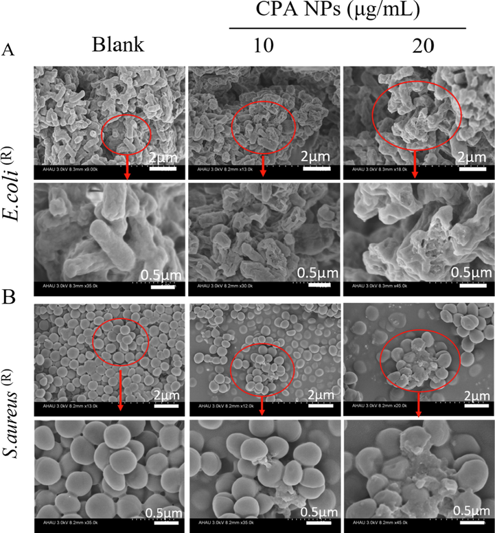 Morphological changes of E. coli (R) (A) and S. aureus (R) (B) treated with CPA NPs (10 and 20 μg/mL). The part in the red rectangles is enlarged. The blank group is bacteria without NPs.