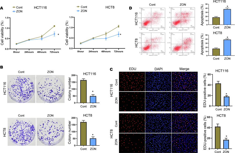 ZONs repress CRC cell growth in vitro. (A) Cell viability was checked by CCK-8 assay. (B) Colony formation to check cell proliferation. (C) EDU assay to determine portion of proliferative CRC cells. (D) Cell apoptosis was checked by flow cytometry. *p < 0.05.