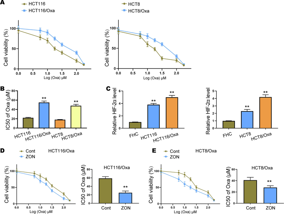 ZONs attenuate Oxa resistance of CRC cells. (A) Cell viability was assessed by CCK-8 assay. (B) IC50 of CRC cells. (C) Level of HIF-2α in CRC cells, Oxa-resistant CRC cells, and normal colon cell line FHC. (D and E) Viability and IC50 of Oxa-resistant CRC cells under ZONs treatment. **p < 0.01.