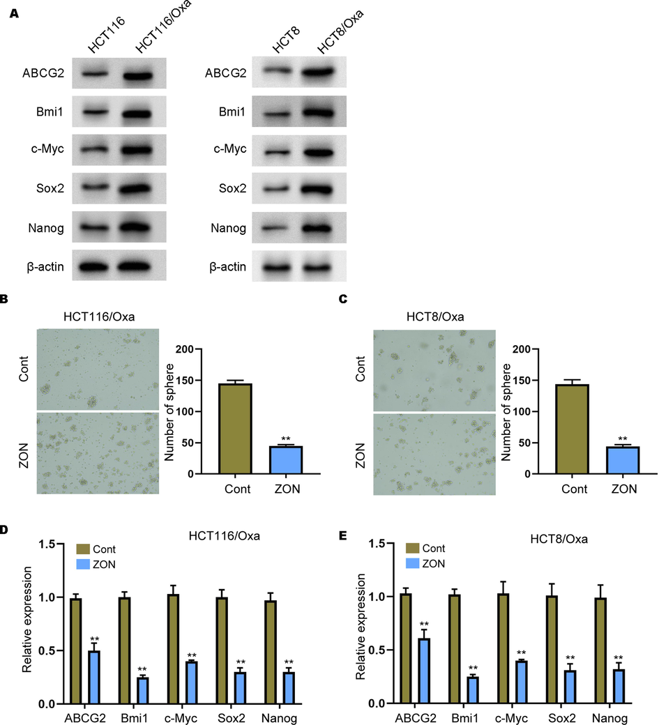 ZONs suppress stemness of Oxa-resistant CRC cells. (A) The expression of ABCG2, Bmi1, c-Myc, Sox2, and Nanog was measured by Western blot analysis in the cells. (B and C) Sphere formation assay to detect self-renewal ability of HCT116/Oxa and HCT8/Oxa cells under ZONs treatment. (D and E) Relative expression of ABCG2, Bmi1, c-Myc, Sox2, and Nanog was detected by qRT-PCR assay. **p < 0.01.