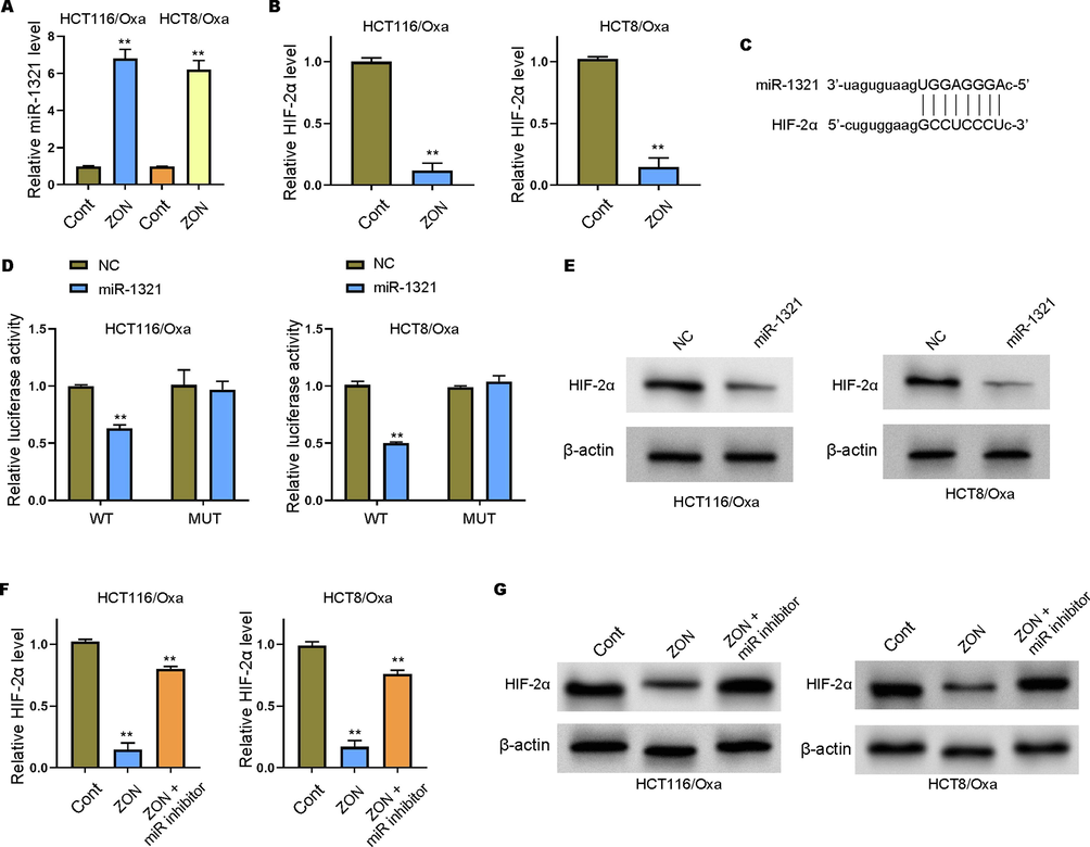 MiR-1321 acts as sponge of HIF-2α in Oxa-resistant CRC cells. (A-B) The qRT-PCR assay to check the RNA levels of miR-1321 and HIF-2α. (C) The predicted interaction site between miR-1231 and HIF-2α. (D) Luciferase reporter gene assay to determine luciferase activity of wild type (WT) and mutated (MUT) HIF-2α 3′UTR promoter vectors. (E-G) Detection of HIF-2α level in Oxa-resistant CRC cells by qRT-PCR and Western blot analysis. **p < 0.01.