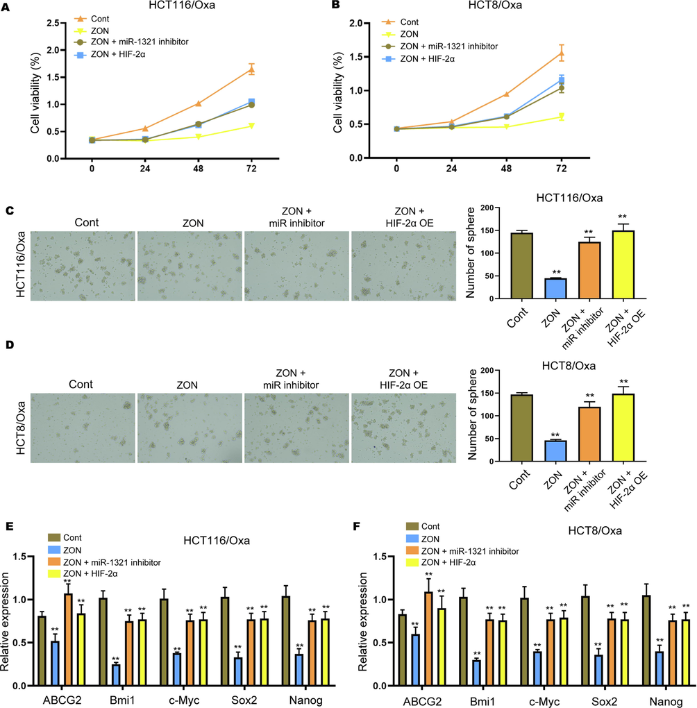 ZONs suppress stemness of Oxa-resistant CRC cells via miR-1231/HIF-2α axis. (A and B) Cell viability was assessed by CCK-8 assay. (C and D) Sphere formation assay to detect self-renewal ability of HCT116/Oxa and HCT8/Oxa cells under treatment of ZONs, miR-1321 inhibitors and HIF-2α overexpressing vectors. (E and F) Relative expression of ABCG2, Bmi1, c-Myc, Sox2, and Nanog was detected by qRT-PCR assay. **p < 0.01.