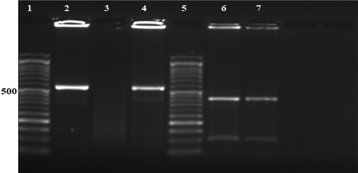 Agarose gel electrophoresis showing: Lane 1: 50 bp DNA molecular weight marker, Lane 2: Positive control, Lane 3: Negative control, Lane 4: Positive sample of nested PCR products targeting COWP gene of Cryptosporidium at 553 bp, Lane 5: 50 bp DNA molecular weight marker, Lane 6: RFLP products of positive control after digestion with RsaI endonuclease (C. parvum genotype 2 digestion products at 410, 106 and 34 (too small to be detected) bp. Lane 7: RFLP products of the positive sample after digestion with RsaI endonuclease (C. parvum genotype 2 digestion products at 410, 106 and 34 (too small to be detected) bp.