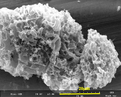 SEM image of Ds.