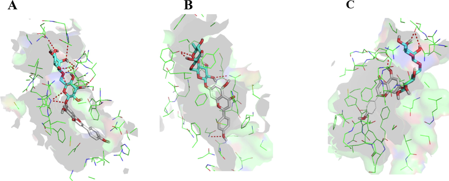 The docked poses of the compound 15 in the substrate binding sites of ABCB1 (5UJA, A), ABCC1 (6FN1, B), and ABCG2 (6FFC, C).