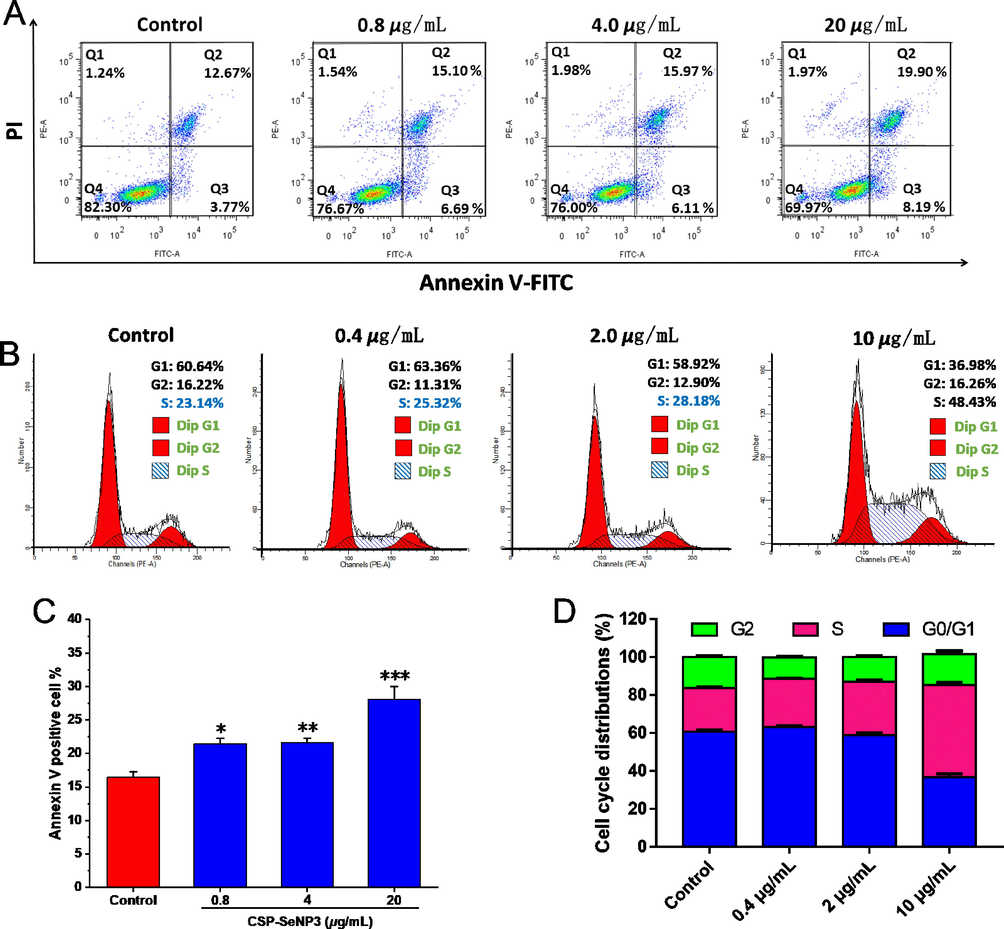 Apoptosis and cell cycle determination results of CSP-SeNP3-treated MCF-7 cells. Flow cytometric analysis of MCF-7 cells after treated with different concentrations of CSP-SeNP3 (A). Cell cycle distributions of MCF-7 cells after treated with different concentrations of CSP-SeNP3 (B). Histogram of apoptotic cells at 48 h with the treatment of CSP-SeNP3 (C). Data processing of cell cycle distribution (D). Data from three separate experiments are expressed as means ± SD. *P < 0.05, **P < 0.01, and ***P < 0.001 vs. control group.