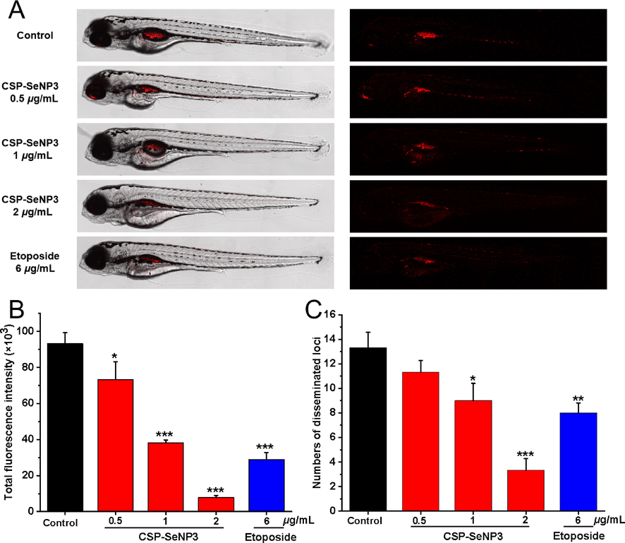 Inhibitory effects of CSP-SeNP3 on the proliferation and migration of MCF-7 cells in zebrafish. Intensity and distribution of the red fluorescence (A) were imaged under a confocal microscope in zebrafish larvae at 5 dpf (n = 15/group). Tumor proliferation (B) and metastasis (C) were quantified using Image J software. All values are expressed as the mean ± SD of at least three independent experiments. *P < 0.05, **P < 0.01, ***P < 0.001 vs. the control group.