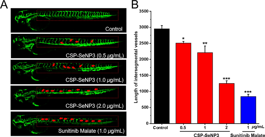 Anti-angiogenesis activity of CSP-SeNP3 in the transgenic zebrafish model. Representative images of Tg(fli1:EGFP) zebrafish embryos (A) at 48 hpf treated various concentrations of CSP-SeNP3 (0.5, 1, and 2 µg/mL) under live fluorescence microscopy. The absence and break of ISVs were indicated by red arrows. The length of ISVs of zebrafish (B) after treated with different concentrations of CSP-SeNP3 (0.5, 1, and 2 µg/mL). (n = 15 for each experimental group). *P < 0.05, **P < 0.01, and ***P < 0.001 vs. control group.