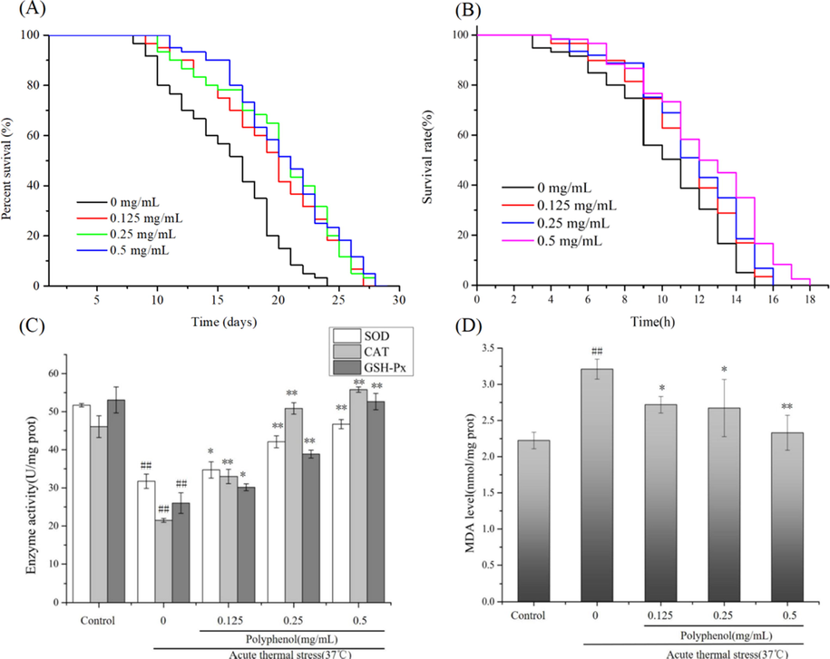 Effects of C. cicadae polyphenols on the lifespan of wild type C. elegans, (A) 20 °C, (B) 37 °C; Effects of polyphenol (C) GSH-Px, SOD, CAT activity and (D) MDA levels acute thermal stress-treated C. elegans. Data were presented as means ± S.D. (n = 3). ## P < 0.01 as compared to control; * P < 0.05 as compared to the acute thermal stress group; **P < 0.01 as compared to the acute thermal stress group.