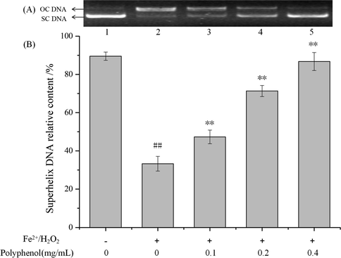 Inhibitory effect of the purified C. cicadae polyphenols on •OH induced DNA damage. (A) DNA electrophoretic analysis. Lanes 1 and 2 were the normal DNA and treated with 1 mM FeSO4 and 1 mM H2O2, respectively. Lanes 3–5 were treated with various concentrations of polyphenols (0.1, 0.2 and 0.4 mg/mL). (B) Statistics of relative content of superhelix DNA. Data were presented as means ± S.D. (n = 3). ## P < 0.01 as compared to control; **P < 0.01 as compared to the oxidative induction group. +induction, −no induction.