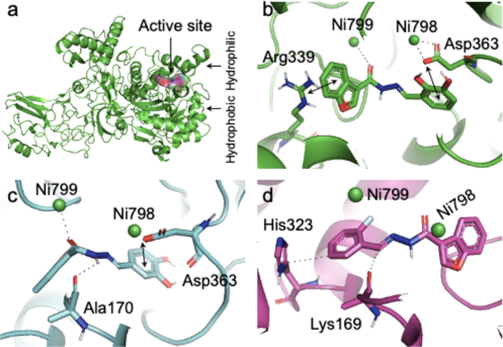 The PLI profiles for active compounds in the series.(a) the cartonic representation of urease enzyme, (b) the mode of interaction for highly potent compound 22, (c) for rank 2nd active compound 05, and (d) for rank 3rd active compound 23. Hydrogen bonding is shown in black color dotted lines, and the both sided arrows indicate the pi-stacking interaction.