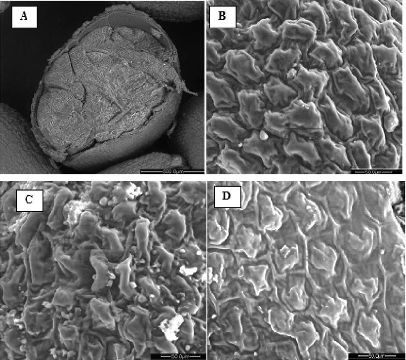 Scanning Electron micrographs of Lepidium sativum seed samples: Longitudinal section of Lepidium sativum seed (A), Endosperm (B), Lepidium sativum seed flour before extraction (C), Defatted Lepidium sativum seed flour (D).