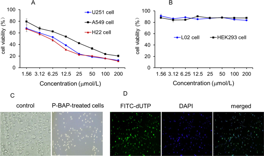 P-BAP inhibited tumor cell proliferation and induced H22 cell apoptosis. (A) P-BAP could inhibit U251 glioma cell, lung cancer A549 cells and liver cancer H22 cells in concentration-dependent manners. (B) P-BAP had few effects on the cell proliferation of human L02 hepatocytes and human embryonic kidney 293 (HEK293) cells. (C) Morphological changes of H22 cells after 12.5 μmol/L P-BAP treatment for 24 h. (D) Numbers of apoptosis-positive cells appeared after P-BAP treatment, stained by FITC-dUTP (green) under fluorescence microscope. The nuclei were stained with DAPI (blue).