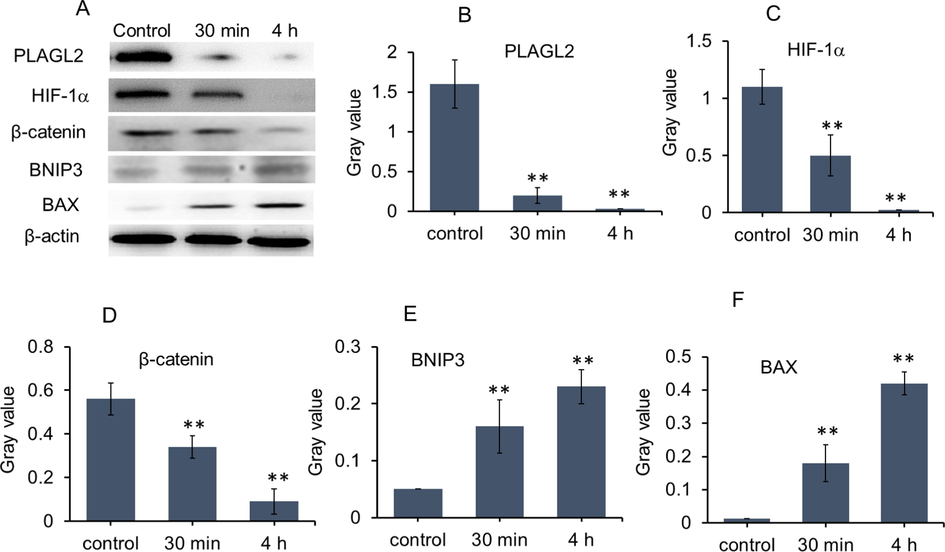 P-BAP could rapidly regulate the expression of PLAGL2 and related downstream molecules. (A) Protein levels after P-BAP (12.5 μmol/L) was added into cell media for 30 min and 4 h, evaluated by WB. (B-F) Gray value of WB (n = 3). The data were expressed by mean ± SD. Compared to the control, **p < 0.01 represented very significant difference.