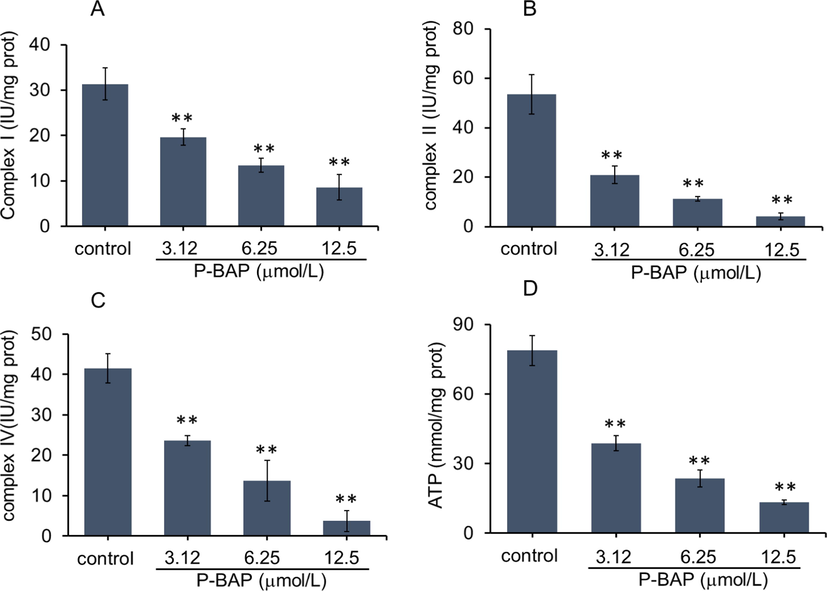 P-BAP could decrease mitochondrial respiratory function. (A-C) Activities of mitochondrial respiratory chain complex I, II. IV and (D) ATP content in liver cancer H22 cells after P-BAP treatment. The data were expressed by mean ± SD. Compared to the control, **p < 0.01 represented highly significant difference.