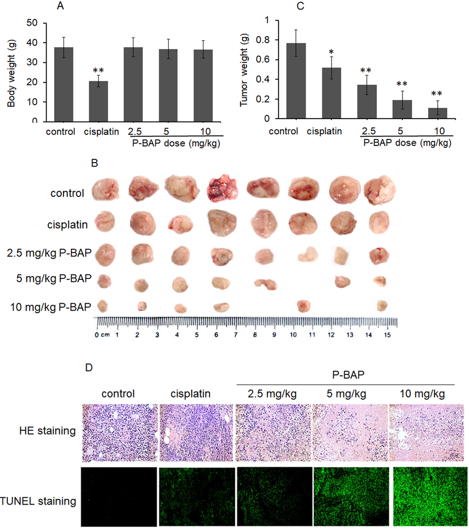 P-BAP could inhibit tumor growth in the tumor-bearing mice. (A) Mouse body weight (n = 8 in each group). (B) Tumor mass in each group. (C) Tumor weight. The data were expressed by mean ± SD. Compared to control, *p < 0.05 represented significant difference, and **p < 0.01 referred to highly significant difference between groups. (D) HE and TUNEL staining in tumor tissue.