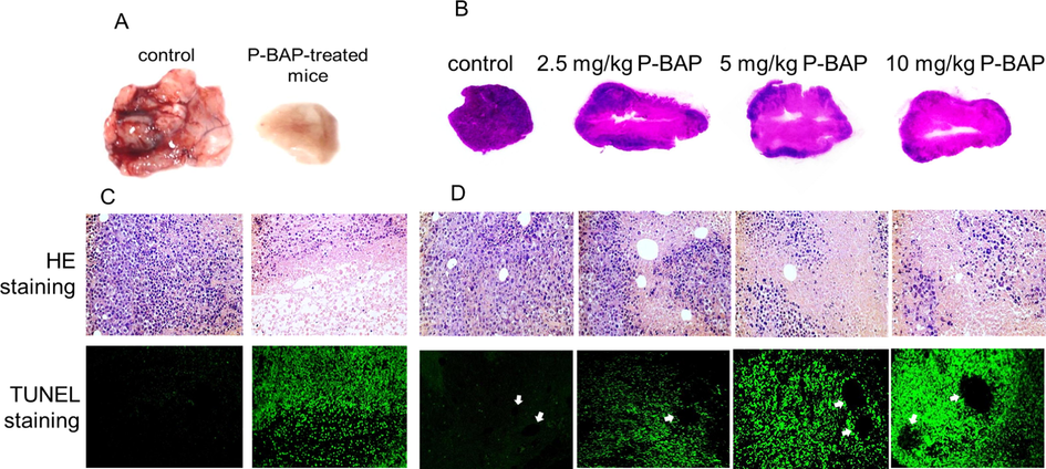 P-BAP could penetrate blood vessels and induce tumor cell apoptosis, resulting in cavitation in tumor tissue. (A) Representative tumor mass in model group and P-BAP-treated group. (B) Tumor tissue sections of each group. (C) Intercellular adhesion broken and apoptosis-positive cells appeared after P-BAP administration, evaluated by HE and TUNEL staining. (D) P-BAP penetrated blood vessels to induce tumor cell apoptosis. The arrows pointed to the vessels.