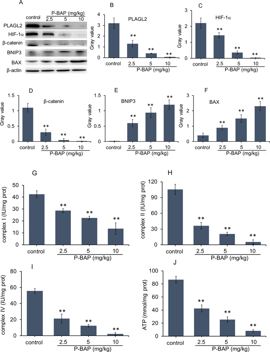 Mechanism of P-BAP inhibiting tumor growth in tissues. (A) WB analysis. (B-F) Ratio of gray value of PLAGL2, HIF-1α, β-catenin, BNIP3 and BAX. Compared to control, *p < 0.05 represented significant difference, and **p < 0.01 highly significant difference. (G-I) Activities of mitochondrial respiratory chain complex I, II, IV. (J) ATP content. The mouse number of each group was 6 ∼ 8 (n = 6 ∼ 8). The data were expressed by mean ± SD. Compared to model control, *p < 0.05 represented significant difference, and **p < 0.01 referred to highly significant difference.