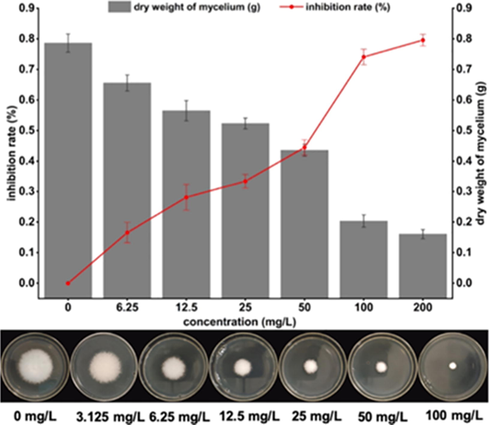 Effects of Y13 treatment on the growth of G. zeae.