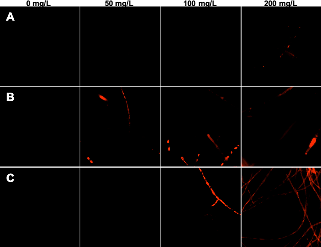Fluorescence observation of G. zeae treated with different compounds. A: Treatment with penthiopyrad at 0, 50, 100, and 200 mg/L; B: treatment with phenamacril at 0, 50, 100, and 200 mg/L; C: treatment with Y13 at 0, 50, 100, and 200 mg/L.