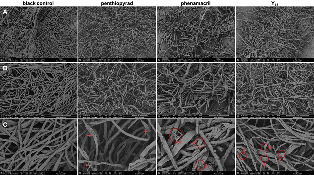 SEM analysis: scanning electron micrographs of hyphae exposed to penthiopyrad phenamacril and Y13 at a concentration of 200 mg/L. A: 100 μm. B: 50 μm. C: 20 μm. Arrows and arrowheads indicate hyphal shrinkage and partial distortion, respectively.