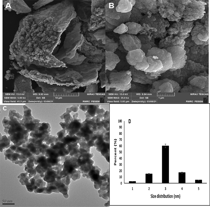 A&B) SEM of TbFeO3/CuO in two scales, C) TEM image of TbFeO3/CuO and D) particle size histogram (1: samples under 30 nm, 2: 20–30 nm, 3:40–50 nm, 4: more than 50 nm).