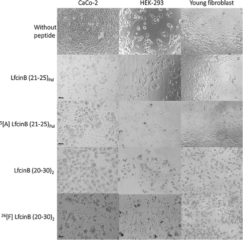 Micrography of CaCo-2, HEK-293 and fibroblast cells treated with dimeric and palindromic peptides at IC50 using an AxioCam ICc1 camera (Scale bar:100 µm).