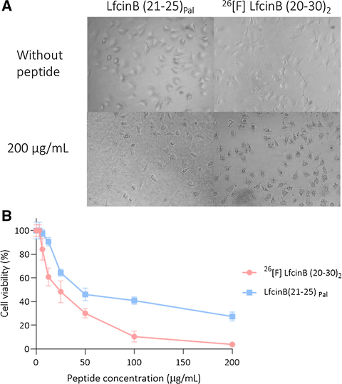 Cytotoxic effect of dimeric and palindromic peptides against HCT-116. The cells were treated with the peptides for 2 h at 37 °C. A. Micrography of cells treated using an AxioCam ICc1 camera. B. Viability reduction of the cell line HCT-116 after treatment. The data represent the mean ± SD (n = 3).