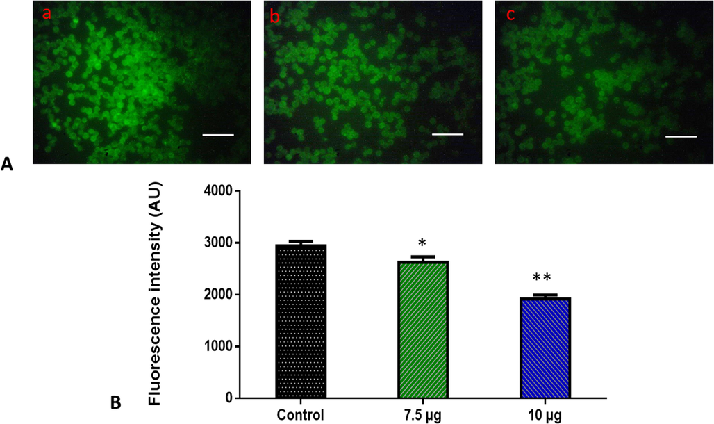 Effects of ZnO-TiO2-Chitosan-Amygdalin nanocomposites on the mitochondrial membrane potential in the blood cancer MOLT-4 cells. MOLT-4 cells with ZnO-TiO2-Chitosan-Amygdalin nanocomposites present have a decreased mitochondrial membrane permeability. Rhodamine 123 was used to stain the cells. The fluorescent images were captured by a Fluorescence microscope (Labomed, USA). Control cells showed a bright fluorescence that indicates a higher MMP level. The ZnO-TiO2-Chitosan-Amygdalin nanocomposites (7.5 and 10 µg/ml) treated cells showed a dull or decreased green fluorescence, which indicates the reduced MMP level in MOLT-4 cells. Panel A; Control (a) (untreated cells), ZnO-TiO2-Chitosan-Amygdalin nanocomposites-treated cells; 7.5 µg/ml concentration (b) and 10 µg/ml concentration (c). Panel B; Arbitrary Units (a.u.) of fluorescent Intensity from the control and treated cells incubated at 37 °C were measured by a fluorescence microplate reader. *p < 0.05 compared to the “Control” group and **p < 0.005 compared to the “Control” group. Scale Bar = 25 µm.