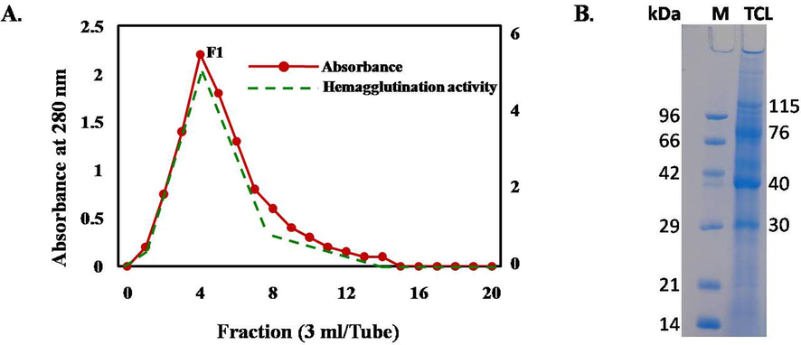 (A) The acetylated chitin powder was packed in a chromatographic column and the column was equilibrated with 10 mM Tris-HCl buffer, pH 8.0.The crude Tomato protein was applied and the column was washed by the same buffer. The proteins were eluted by 0.5 M acetic acid (3 ml/tube) and hemagglutination activity of each tube was determined after dialysis. B. The isolated protein fraction showing hemagglutination activity showed four major bands (115, 76, 40 and 30 kDa) in SDS-PAGE (sodium dodecyl sulfate polyacrylamide gel electrophoresis).