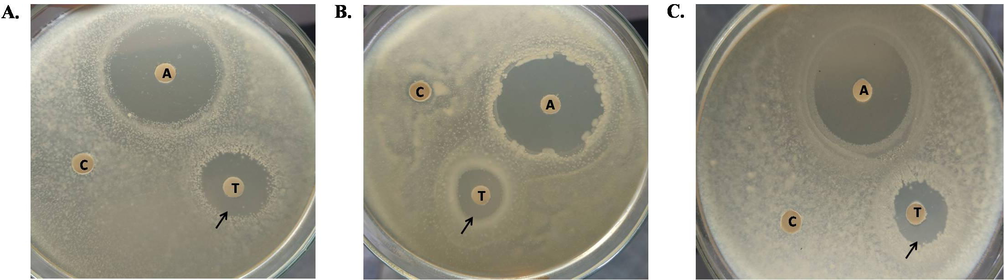 Growth inhibition of various bacterial species treated with TCLs comparing to their corresponding controls. (A) Shigella boydii (B) Shigella dysenteriae (C) Staphylococcus aureus. ‘A’, ‘T’ and ‘C’ represent antibiotic (15 µg/disc of Ampicillin), TCLs-treated (500 µg/disc) and Control discs, respectively.