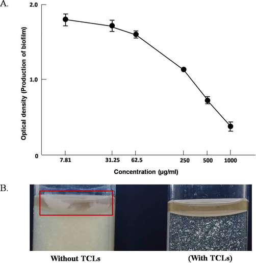 (A) Antibiofilm activity of TCLs against Escherichia coli. Data are expressed in mean ± S.D; p < 0.05. (B) Inhibition of biofilm formation in TCLs-treated E. coli suspension.