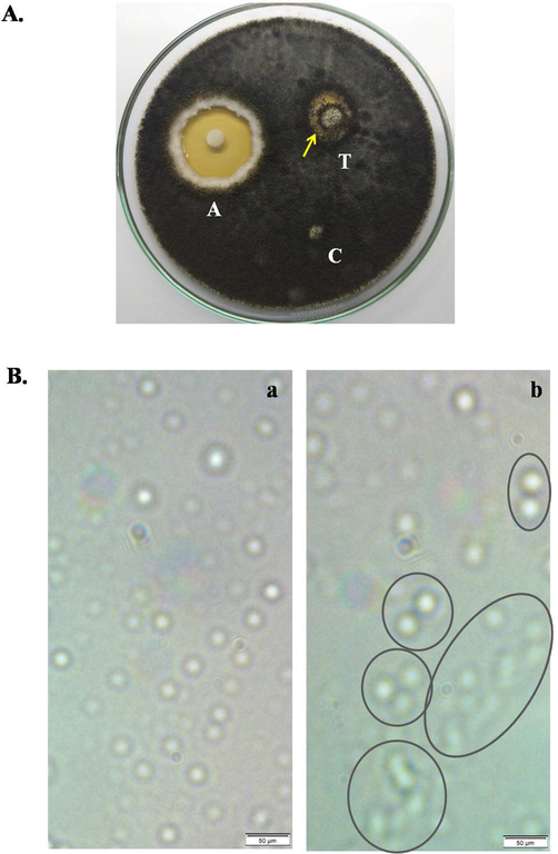 Antifungal activity of TCLs against Aspergillus niger. (A) A disc (‘T’) soaked with 600 µg/ml of TCLs inhibited the fungal growth, ‘A’ represents standard antifungal agent (1% Clioquinol + 0.02% Flumetasone Pivalate and ‘C’ is the control disc. (B) Agglutination of fungal spores in the absence (a) and presence (b) of 200 µg/ml of TCLs. Scale bar indicates 50 µm.