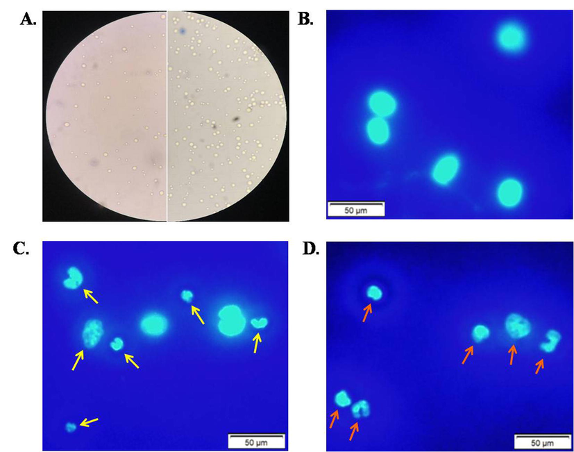 Observation of morphological features of EAC cells (A) Reduced number of EAC cells in lectin-treated mice (left) comparing to untreated mice (right) (B) EAC cells (stained) from untreated or control group of mice, EAC cells (stained) from mice treated with (B) 1 mg/kg/day and (C) 2 mg/kg/day of TCLs. Scale bar indicates 50 µm.