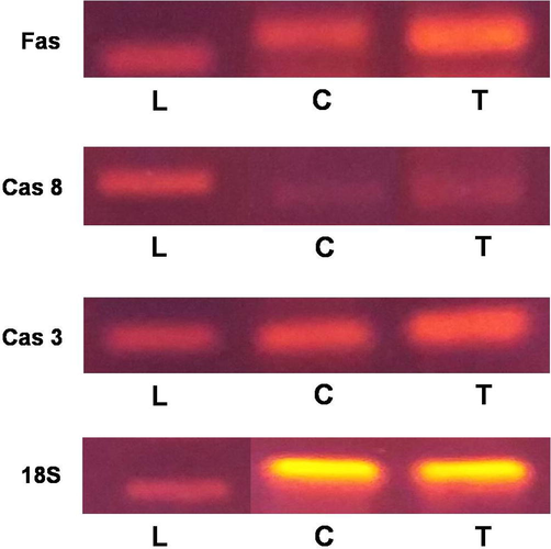 Expression of apoptosis-related genes. PCR reactions were carried out with primers specific for Fas, Caspase 8, Caspase 3 and 18S whereas products were separated on 1.5% agarose gel and stained with ethidium bromide. L represents DNA ladder; T and C represents RNA from TCLs-treated EAC cells and untreated control EAC cells, respectively.