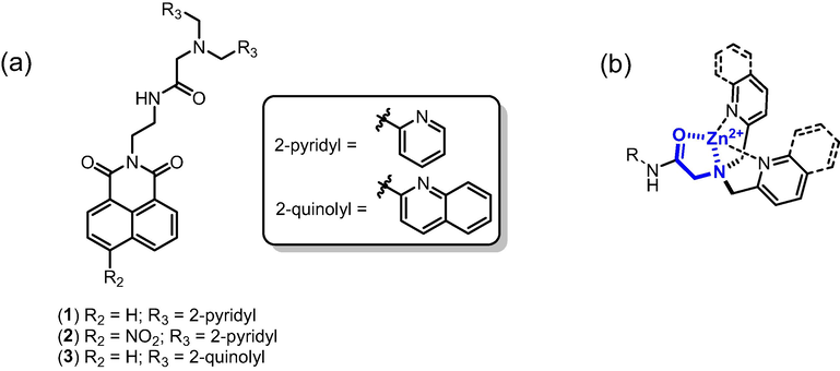 a) Chemical structures of chemosensors 1–3. b) Anticipated high affinity and selectivity for Zn2+.