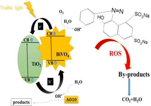 Reaction mechanism of BiVO4/TiO2 catalyzed removal of AO10 dye.