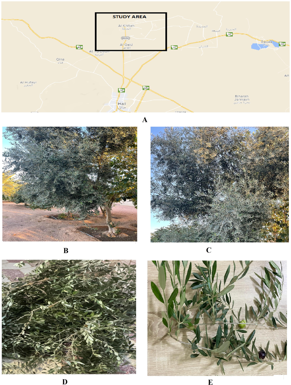 (A) The study area, Al Khitah, Hail province (B) Natural habitat of olive trees at collection site (C) Aerial image of olive trees with several branches and cluster of leaves (D) Bunch of olives leaves after collection (E) Stem of olive trees with leaves and fruits during air drying process.