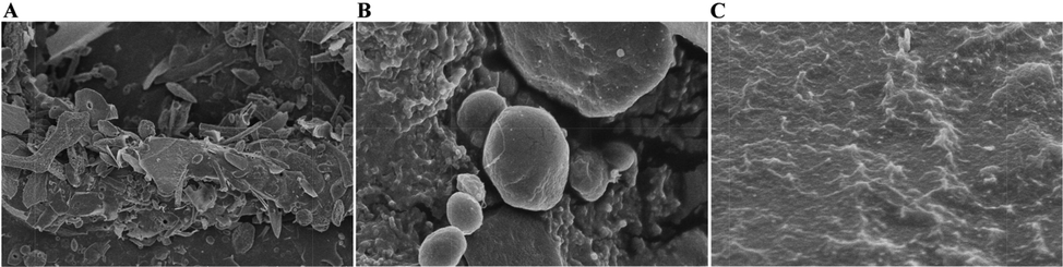 Scanning Electron Microscopy (SEM) images of VBCP2.5 at different scales. (A. 1000×; B. 15000×; C20000 × ).