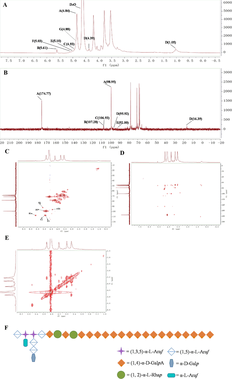 NMR spectrum of VBCP2.5. A.1H NMR; B.13C NMR; C. 1H–13C HSQC; D. HMBC; E. 1H–1H COSY; F. The primary structure of VBCP2.5. (“A”, 1,4 linked-α-D-GalpA; “B”, 1, 5 linked-α-L-Araf; “C”, t-α-L-Araf; “D”, t-β-D-Glcp; “E”, 1,2 linked-α-L-Rhap; “F”, t-α-D-Galp; “G”, 1,3,5 linked-α-L-Araf).