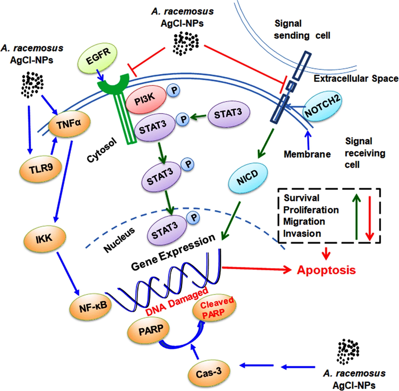 The possible schematic representation of AgCl-NPs mediated apoptosis and growth inhibition of GSCs.